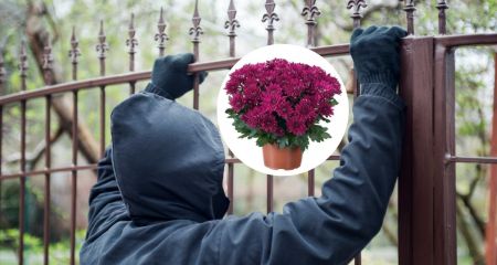 В Днепре мужчина со сковородкой украл из чужого двора хризантему (ВИДЕО)