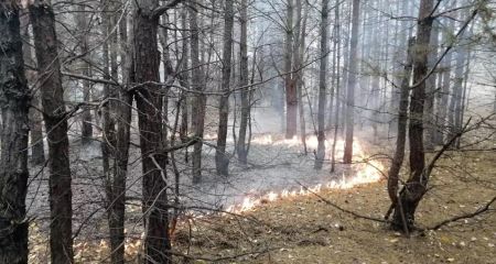 Неподалік Павлограда спалахнула пожежа у лісі (ФОТО)