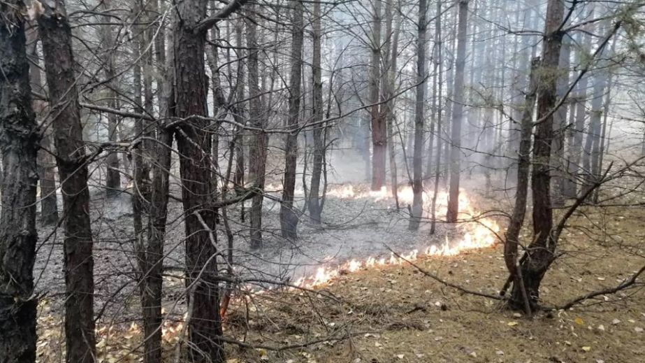 Неподалік Павлограда спалахнула пожежа у лісі (ФОТО)