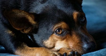 У Нікополі невідомий живодер жорстоко застрелив місцевого песика
