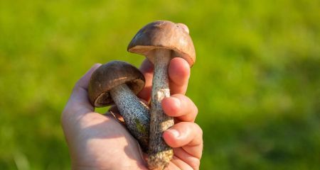 Чотири людини отруїлися грибами на Дніпропетровщині цьогоріч