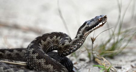 У Дніпрі рятують юнака після укусу змії