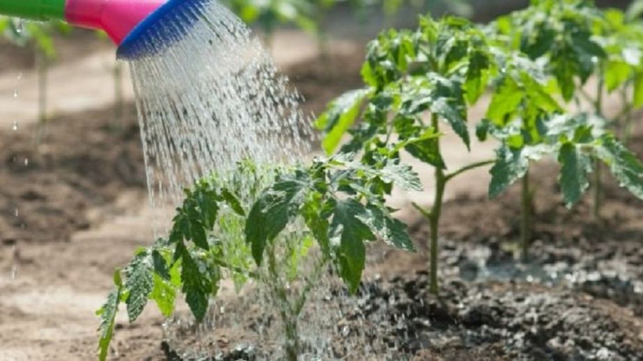В Днепре стартует поливочный сезон: Сколько будут платить за воду жители частного сектора
