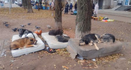 В одном из районов Днепра постелили матрасы для собак