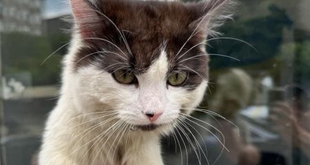 В Днепре ищут хозяев кота, поселившегося на блокпосте