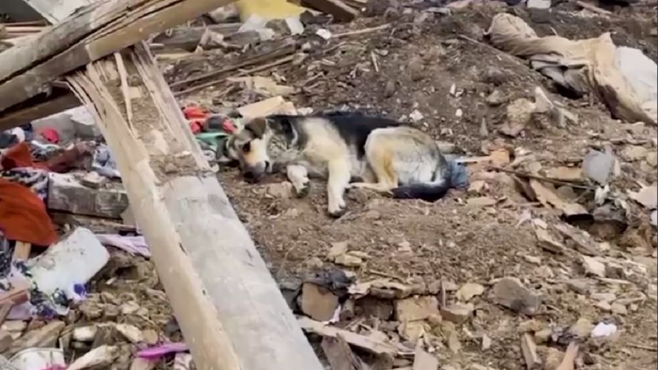 В Синельниковой собака не хочет покидать развалины дома после ракетного удара