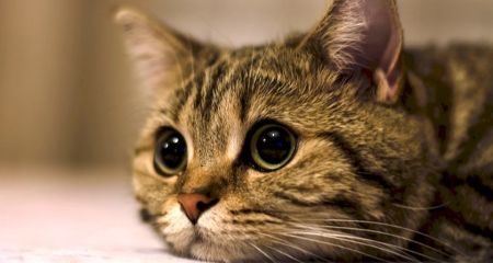 В Днепре водитель выбросил кота посреди дороги