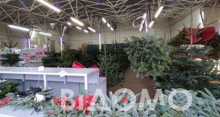 У переддень нового року у Дніпрі залишилися нерозпроданими гори ялинок (ФОТО, ВІДЕО)