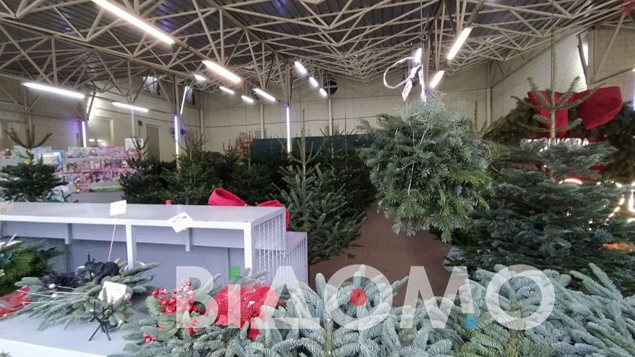 В канун нового года в Днепре остались нераспроданными горы елок (ФОТО, ВИДЕО)