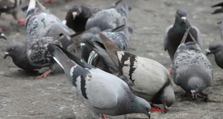 Мешканці одного з житломасивів Дніпра борються з голубами (ФОТО)