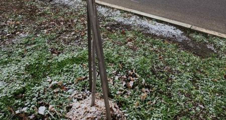 В Марганце неизвестные уничтожили трехлетние клены (ФОТО)