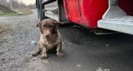 Под Днепром спасатели освобождали из глубокой ямы сразу трех собак (ФОТО)