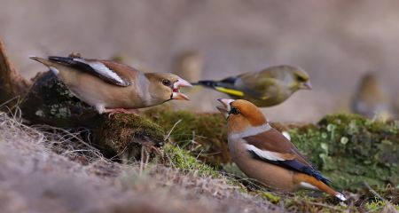 У Кривому Розі сфотографували суперечку двох птахів