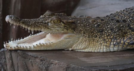 Зоозахисники б'ють на сполох через умови утримання крокодила у акваріумі Дніпра (ФОТО)