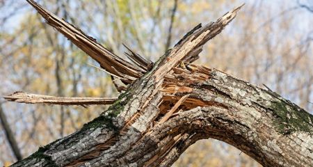 У Дніпрі напівзламана гілка біля будинків змушує людей постійно дивитися вгору (ФОТО)