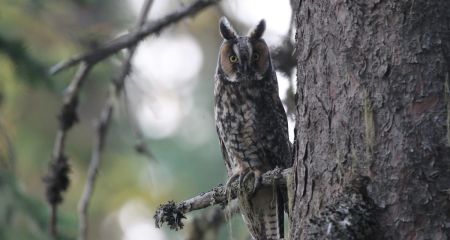 У Дніпрі на території ліцею виявили мертву сову (ФОТО)