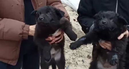 У Дніпрі врятували цуценят, якийх викинули на смітник (ВІДЕО)