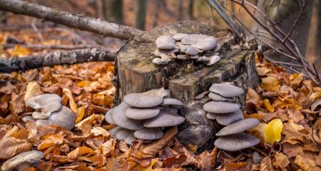 Житель Днепра наткнулся на волшебные грибы в зимнем лесу (ФОТО)