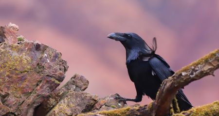 У Кривому Розі сфотографували птаха з лапами-замками