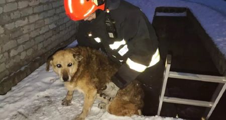 У Дніпрі врятували собаку, який провалився у яму