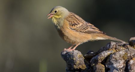 На Криворіжжі помітили пташку у "короткій спідничці" (ФОТО)