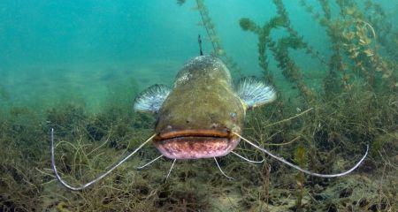 На Дніпровському водосховищі знову виявили загиблих сомів