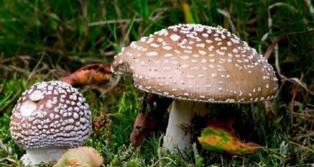 Тренд на мухомори: мешканців Дніпропетровщини попередили про небезпеку "лікування" отруйними грибами