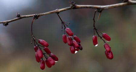 В Кривом Роге женщины с детьми украли саженцы барбариса из клумбы (ВИДЕО)