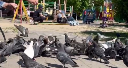 Не можуть втриматися: мешканці Павлограда ігнорують заборону на годування птахів (ВІДЕО)