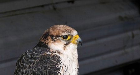 У Дніпрі рятують хижого птаха, який бігав травмованим у центрі міста (ФОТО)