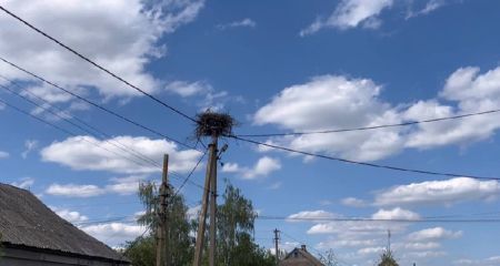 На Днепропетровщине под Павлоградом образовалось настоящее село аистов (ФОТО, ВИДЕО)