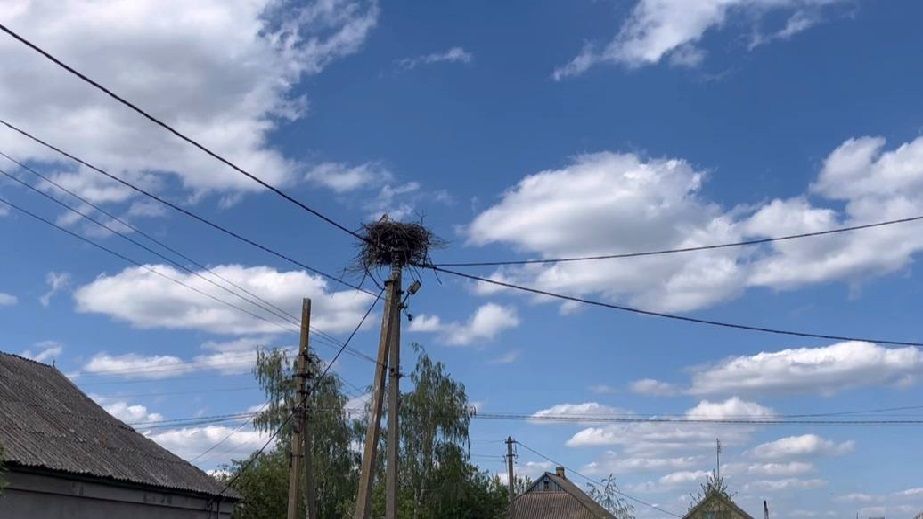 На Дніпропетровщині під Павлоградом утворилося справжнє село лелек (ФОТО, ВІДЕО)