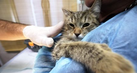 У Дніпрі рятують життя кота, що постраждав від живодерів