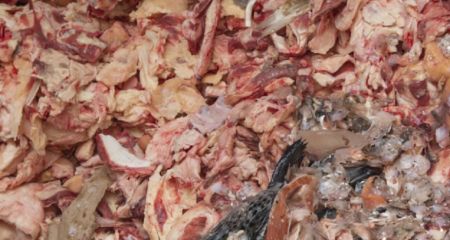 Под Днепром вдоль дороги выбросили горы мяса (ВИДЕО)