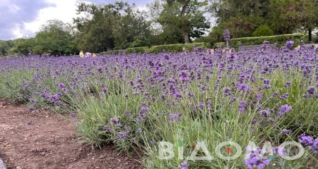 Потерпає від вандалів: як виглядає лавандове поле у Дніпрі (ФОТО, ВІДЕО)