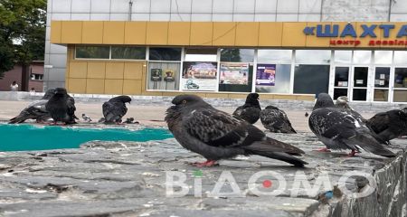 Місто на Дніпропетровщині "захопили" голуби (ФОТО, ВІДЕО)