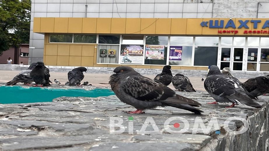 Город на Днепропетровщине "захватили" голуби (ФОТО, ВИДЕО)