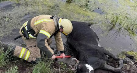 Криворізькі рятувальники допомогли визволити корову з пастки