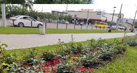 Заради тривалого цвітіння: у Павлограді обрізали троянди (ФОТО, ВІДЕО)