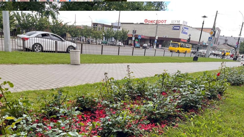 Ради продолжительного цветения: в Павлограде обрезали розы (ФОТО, ВИДЕО)