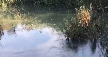 У Кривому Розі на КРЕСівській дамбі забруднюють воду з каналізації (ВІДЕО)