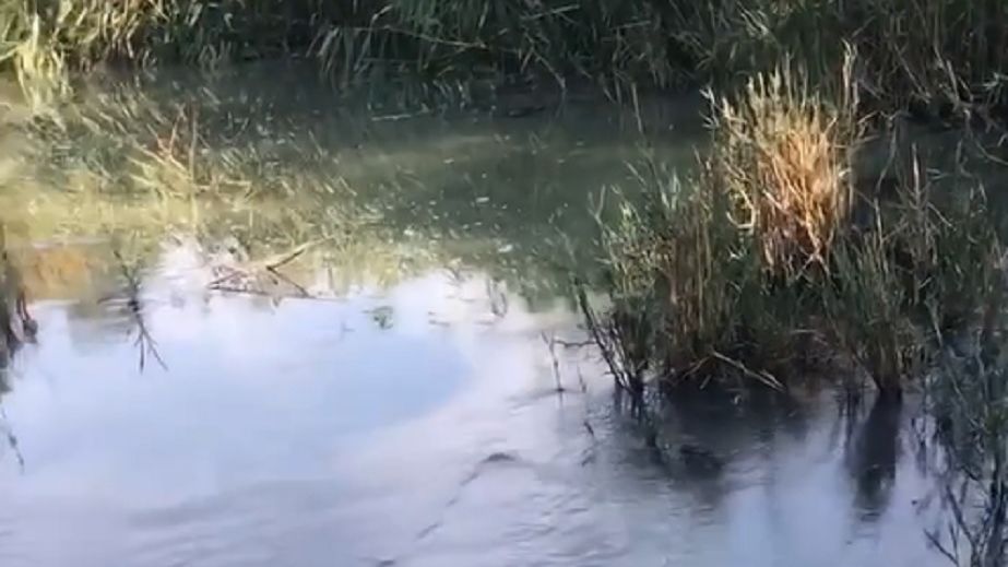 У Кривому Розі на КРЕСівській дамбі забруднюють воду з каналізації (ВІДЕО)