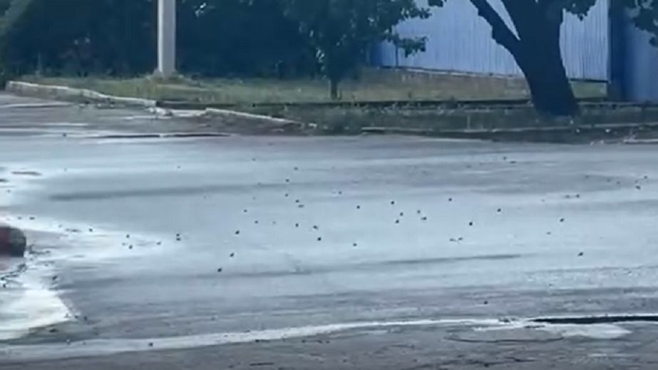 У Нікополі помітили нашестя земляних жаб (ВІДЕО)