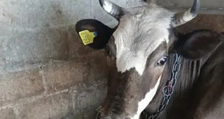 В одній з громад Дніпропетровщини виділили кошти на утримання корів, яких не існує