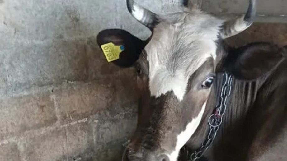 В одной из общин Днепропетровщины выделили средства на содержание коров, которых не существует