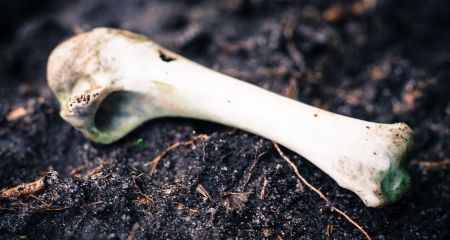 У Севастопольському парку в Дніпрі знову знайшли кістку невідомного походження