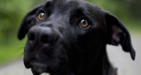 У Кам'янському чоловік під час сварки з пенсіонером намагався вбити його собаку (ВІДЕО)