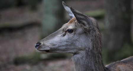 В центре Кривого Рога две косули утоляли жажду (ВИДЕО)