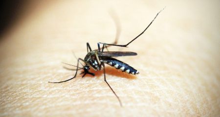 В Днепре зарегистрировали случай завозной тропической малярии