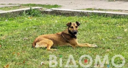 В поселке на Днепропетровщине изобрели действенный способ обращения с беспризорными собаками (ФОТО, ВИДЕО)